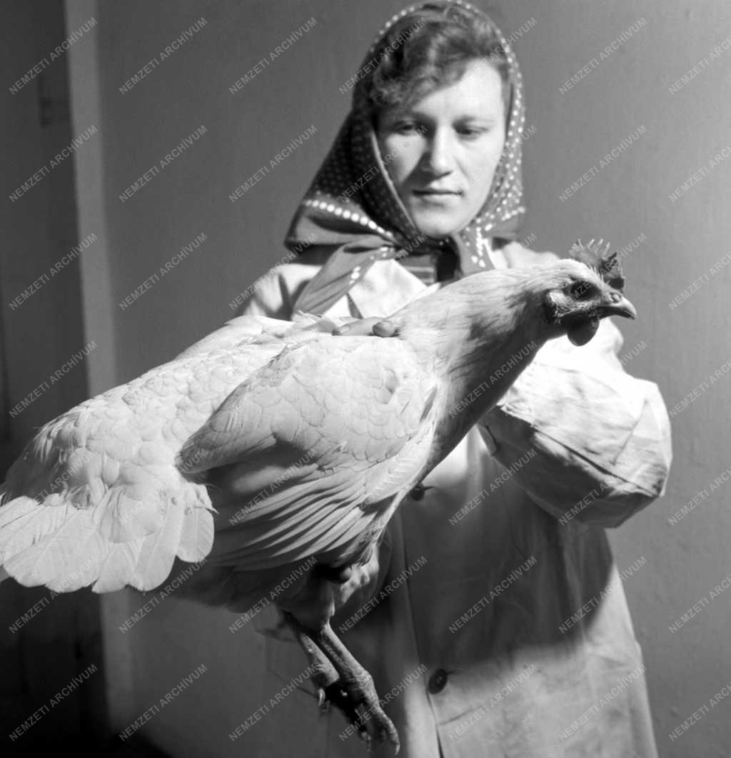 Tudomány - Gödöllői Kisállattenyésztési Kutatóintézet