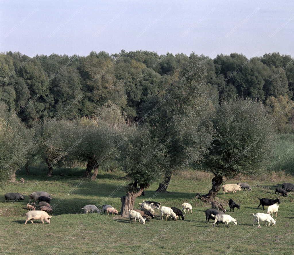 Természet - Állattenyésztés - Imsósi erdőrészlet
