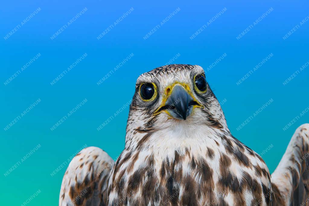 Állatvédelem - Hortobágy - Madárportré a Hortobágyi Madárkórházban