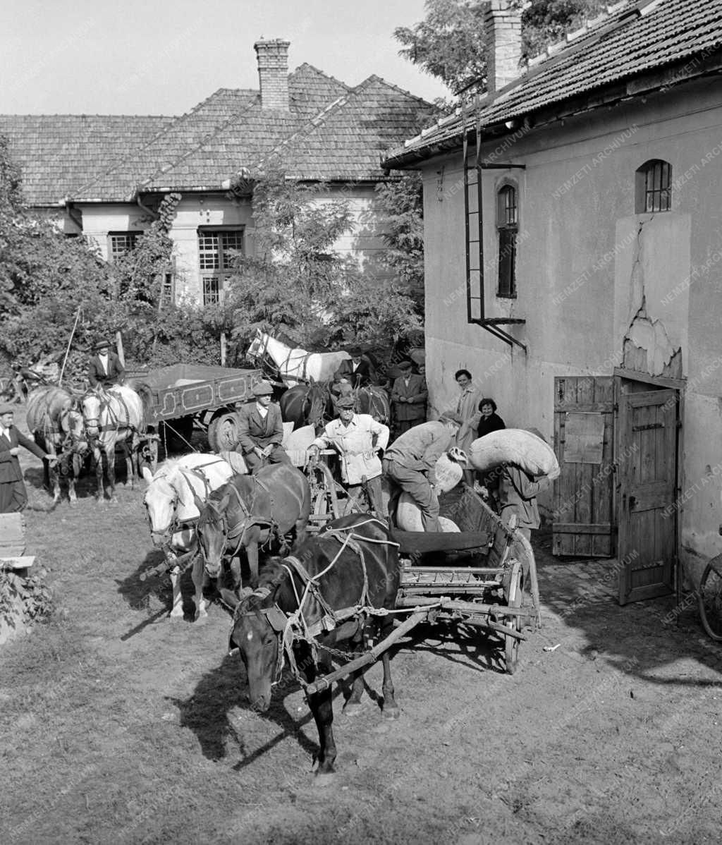 Mezőgazdaság - Állami terményfelvásárlás egyéni parasztoktól