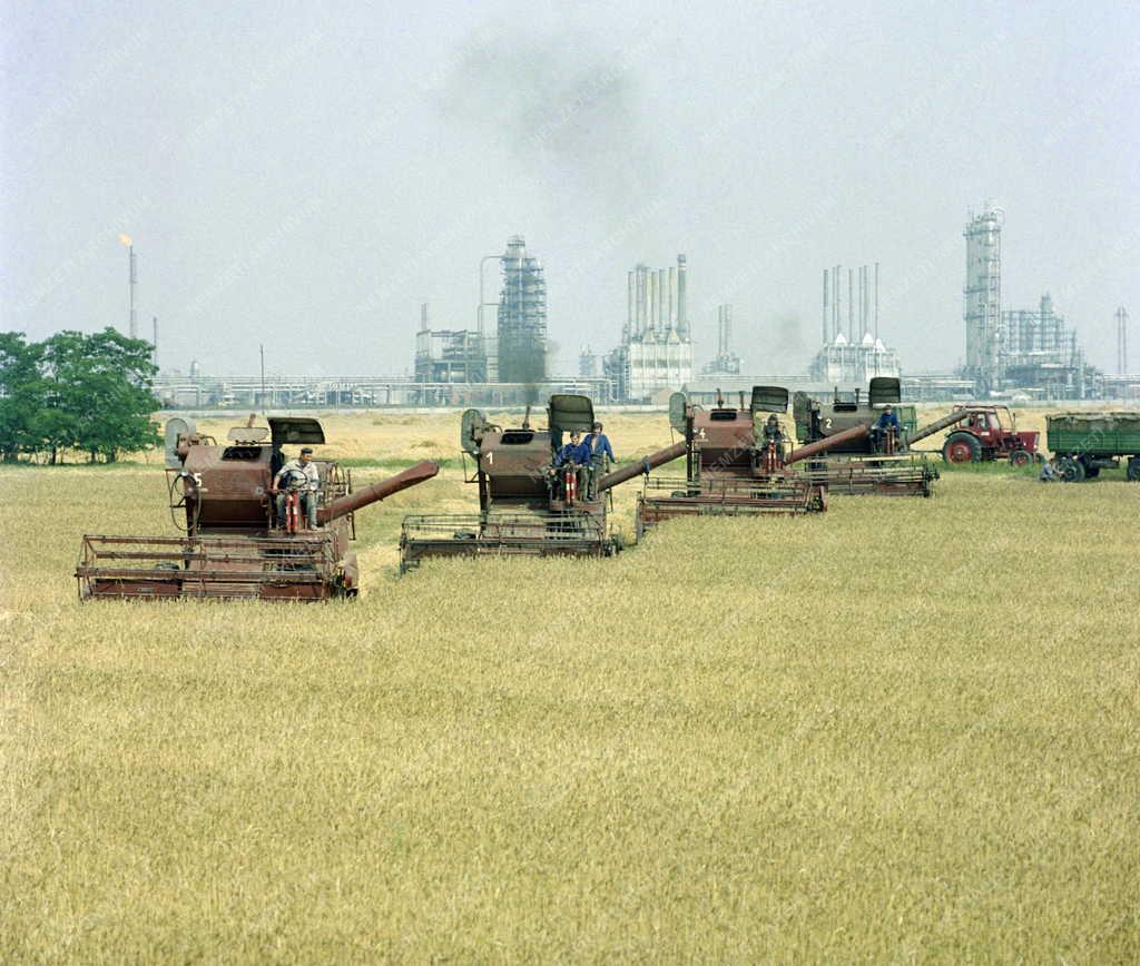 Mezőgazdaság - Aratás Százhalombattánál