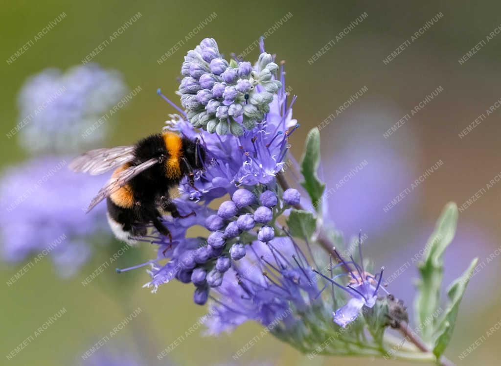 Természet - Verőce - Méhek a virágon