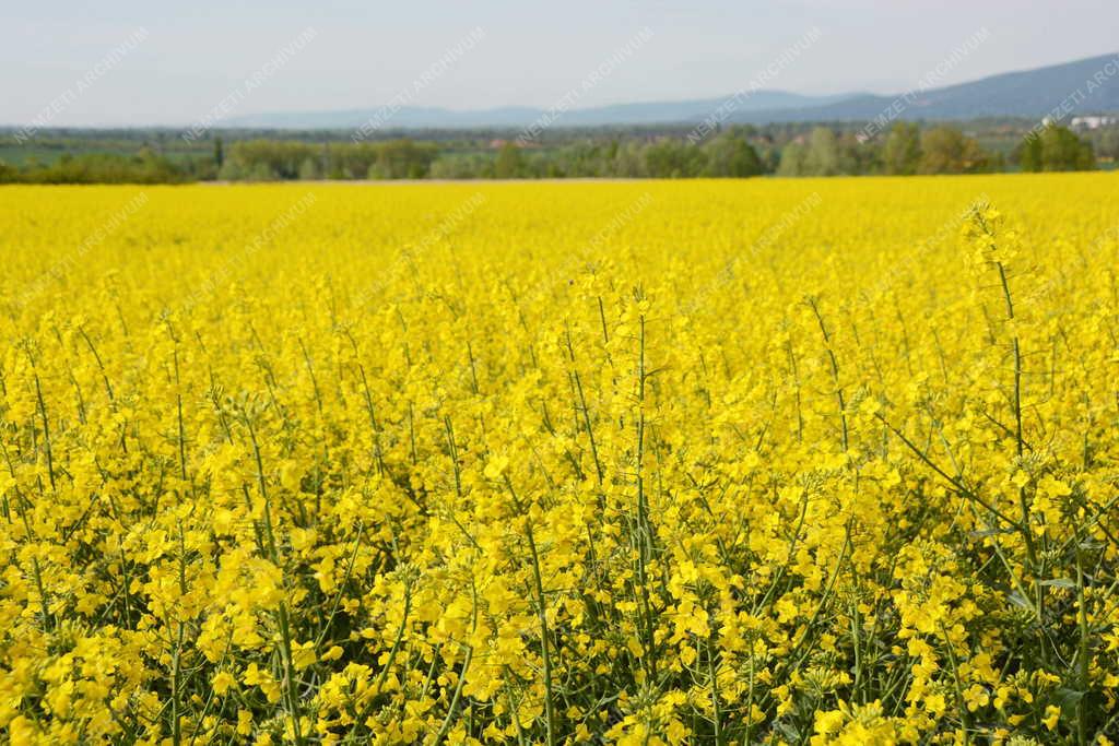 Mezőgazdaság - Vác - Virágzó repce