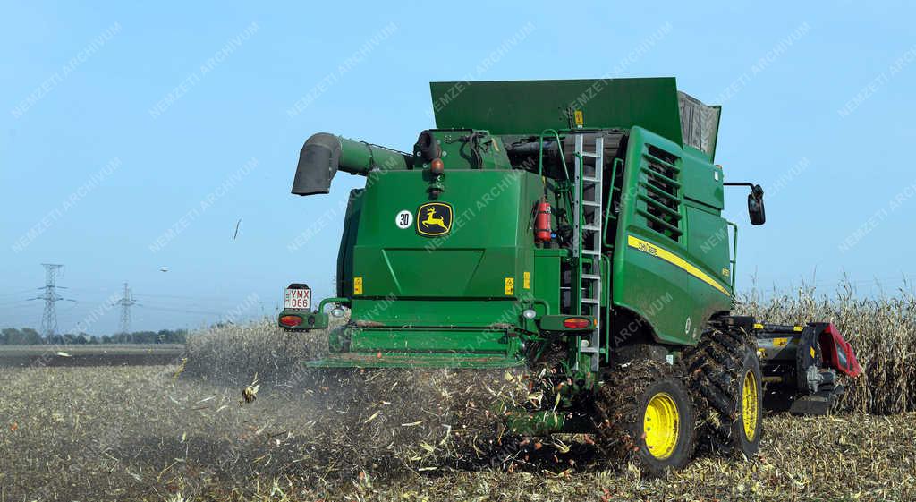 Mezőgazdaság - Debrecen - Kukorica betakarítás