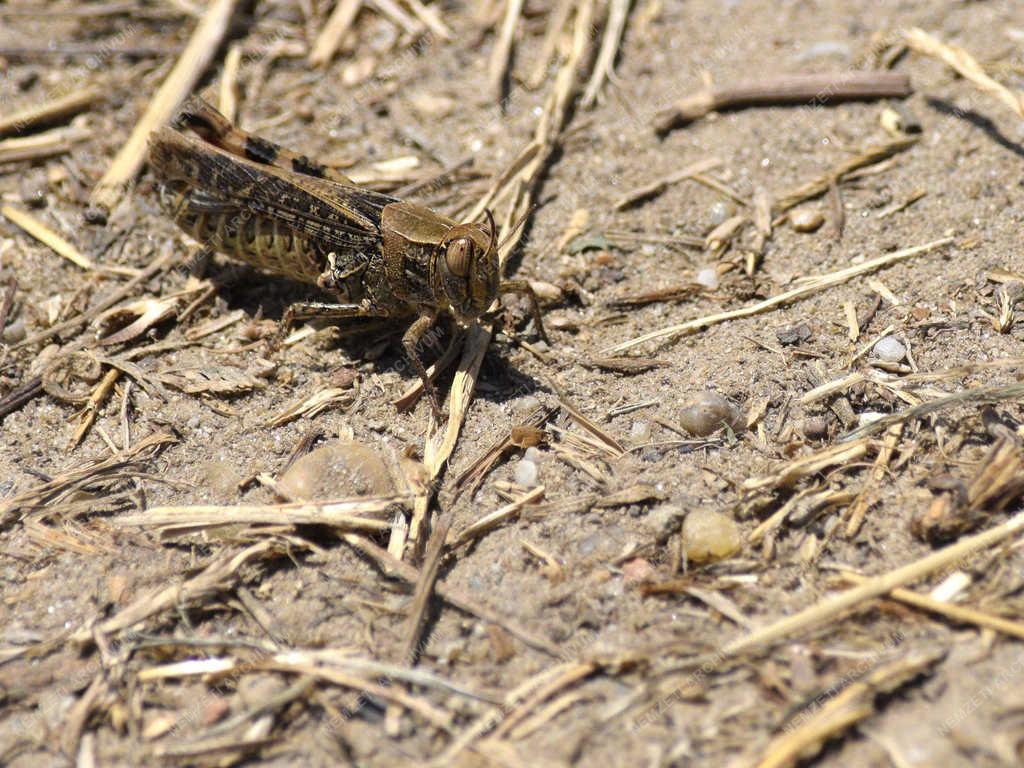 Természet - Budapest - Olasz sáska
