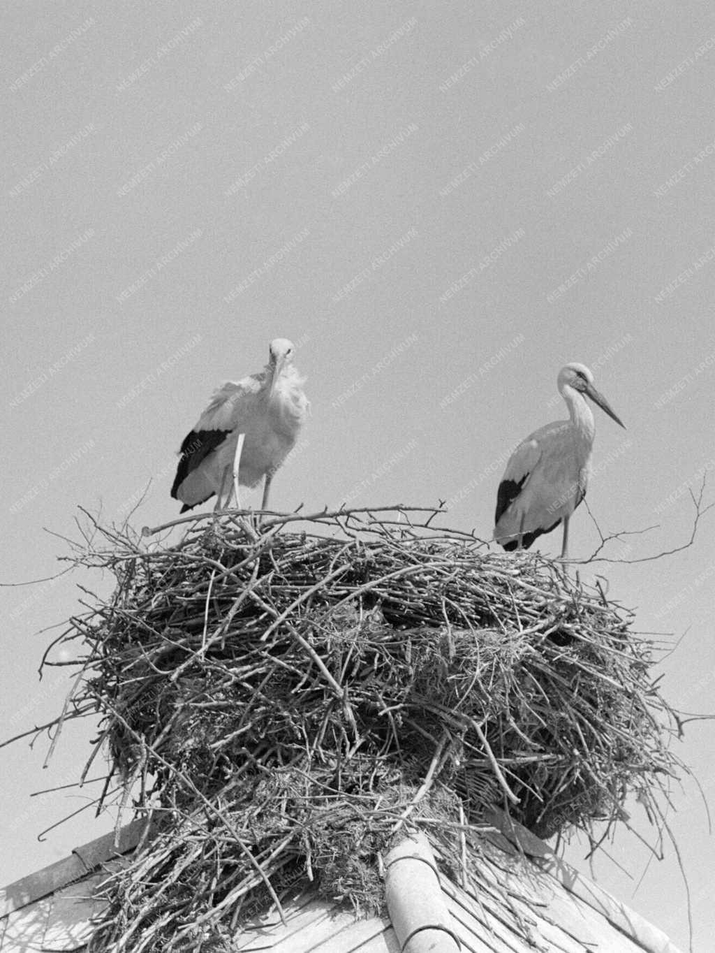 Állatvilág - Tavasz - Megjöttek a gólyák