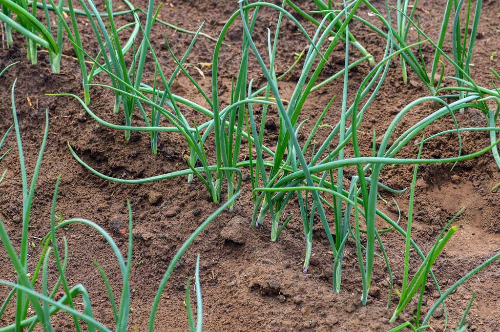 Mezőgazdaság - Primőr zöldségtermesztés