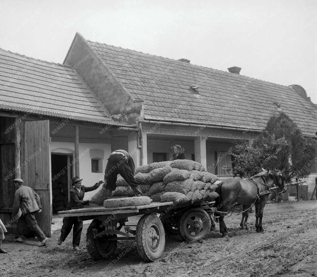 Gazdaság - Dunapataji Földműves Szövetkezet - Ujkrumpli exportra