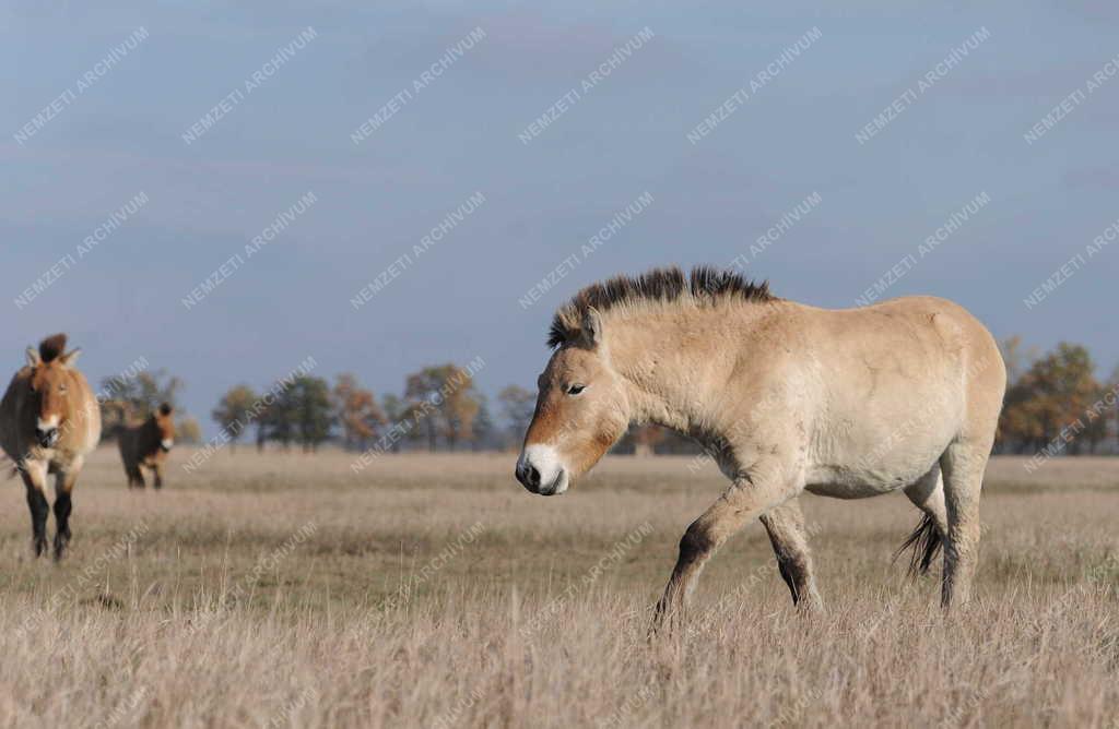 Állattenyésztés - Przewalski-lovak a Hortobágyi Nemzeti Park