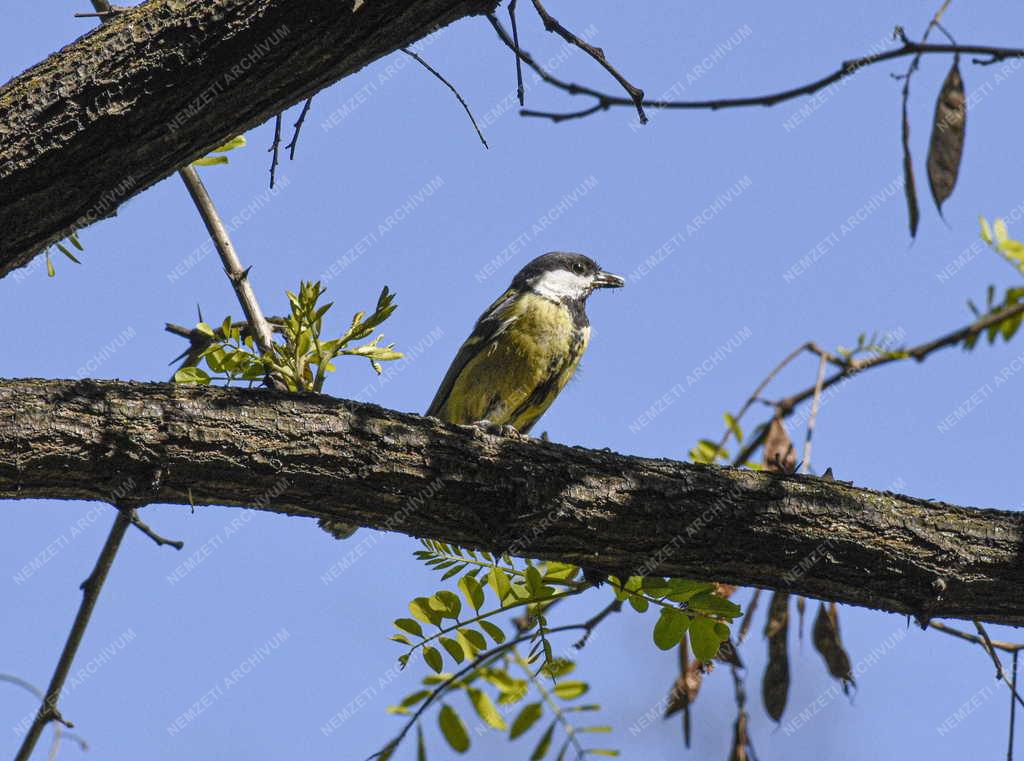 Természet - Széncinege