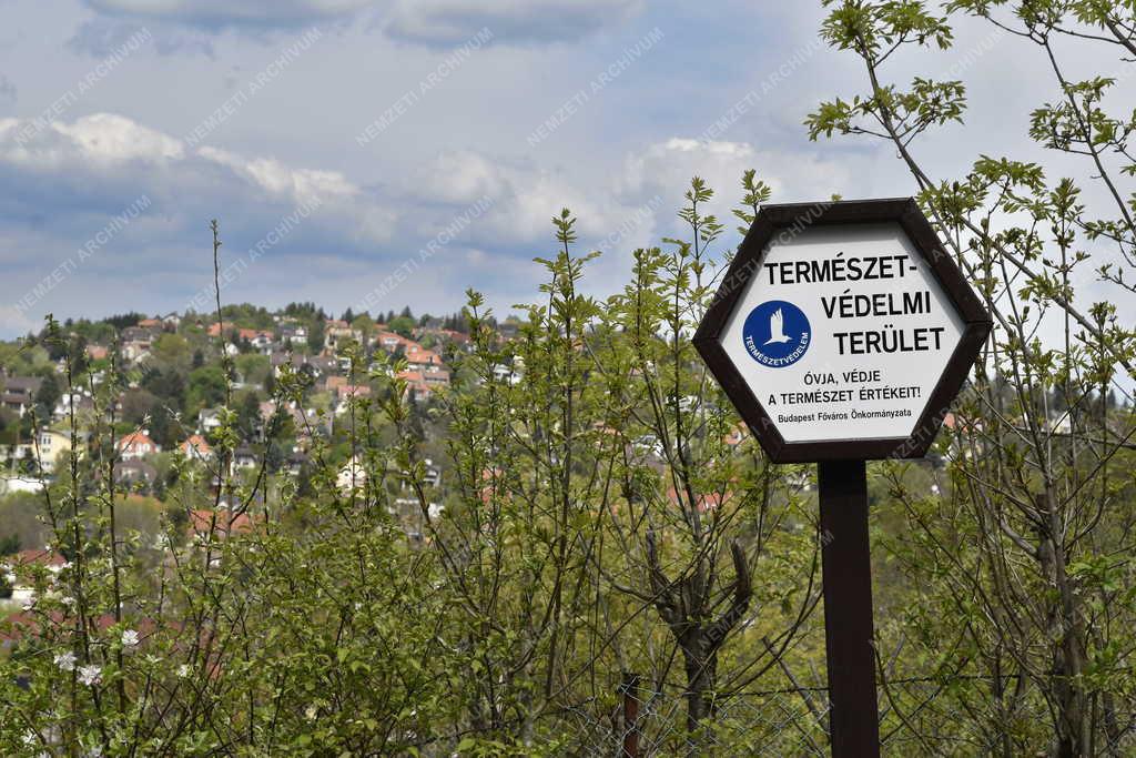 Természet - Budapest - Fazekas-hegy