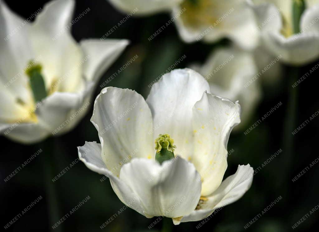 Természet - Virág - Tulipán