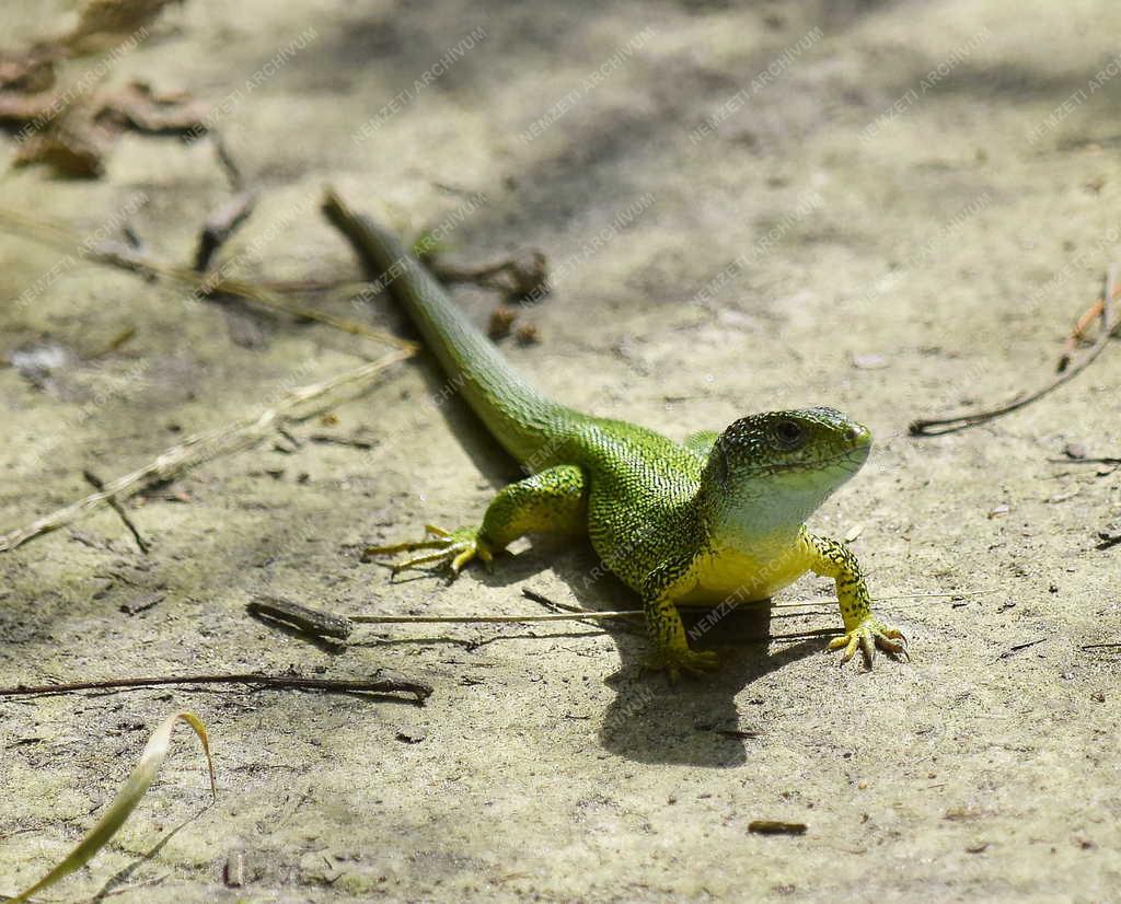 Természet - Budapest - Zöld gyík