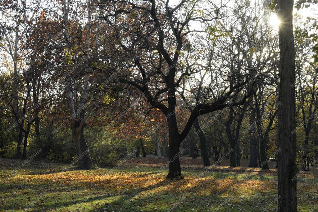 Természet - Budapest - Őszi Népliget 