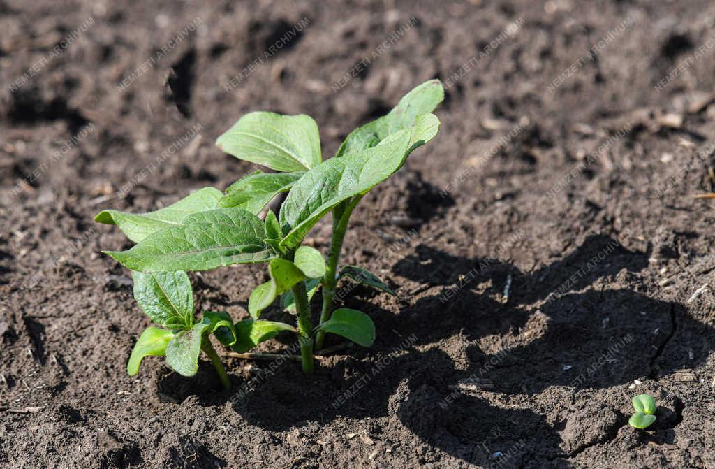 Mezőgazdaság -  Debrecen - Tavaszi szántóföldi növények