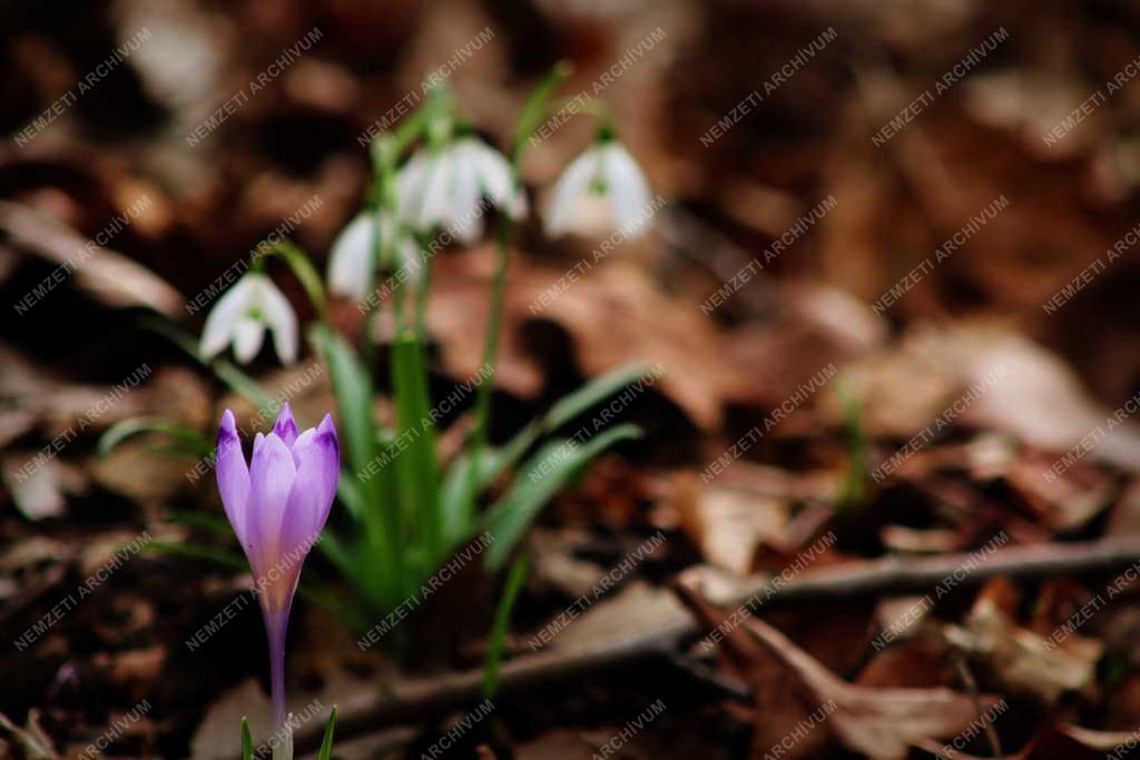 Természet - Kup - Halvány sáfrány