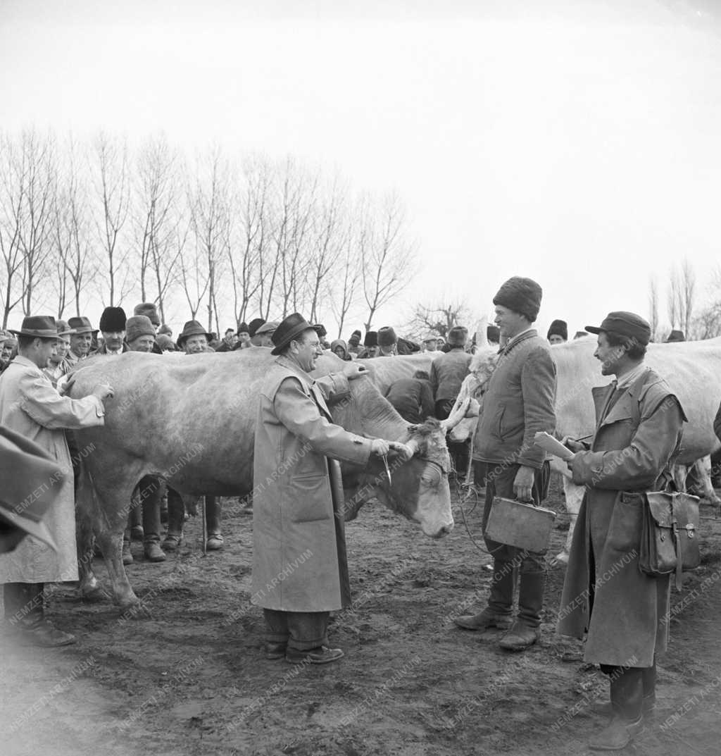 Mezőgazdaság - Élőállat beszolgáltatás
