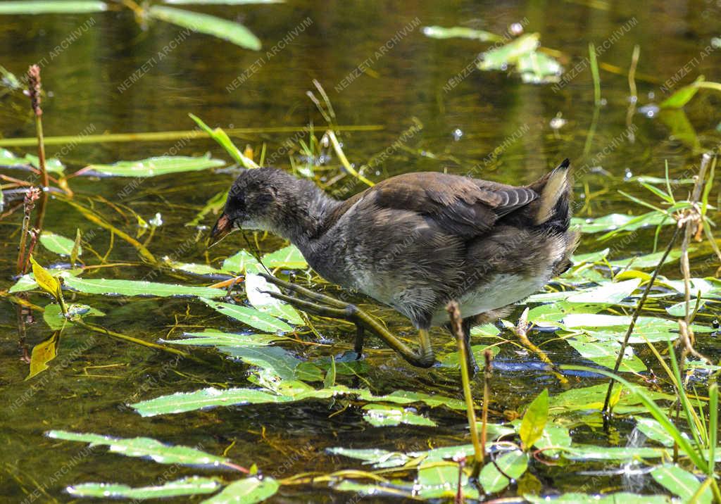 Természet - Budapest - Vízityúk