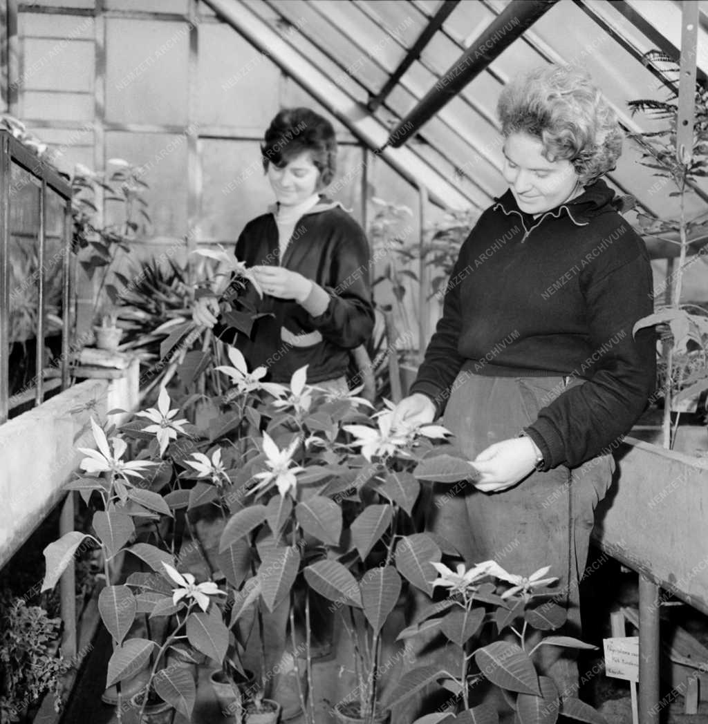 Természet - Szegedi botanikus kert