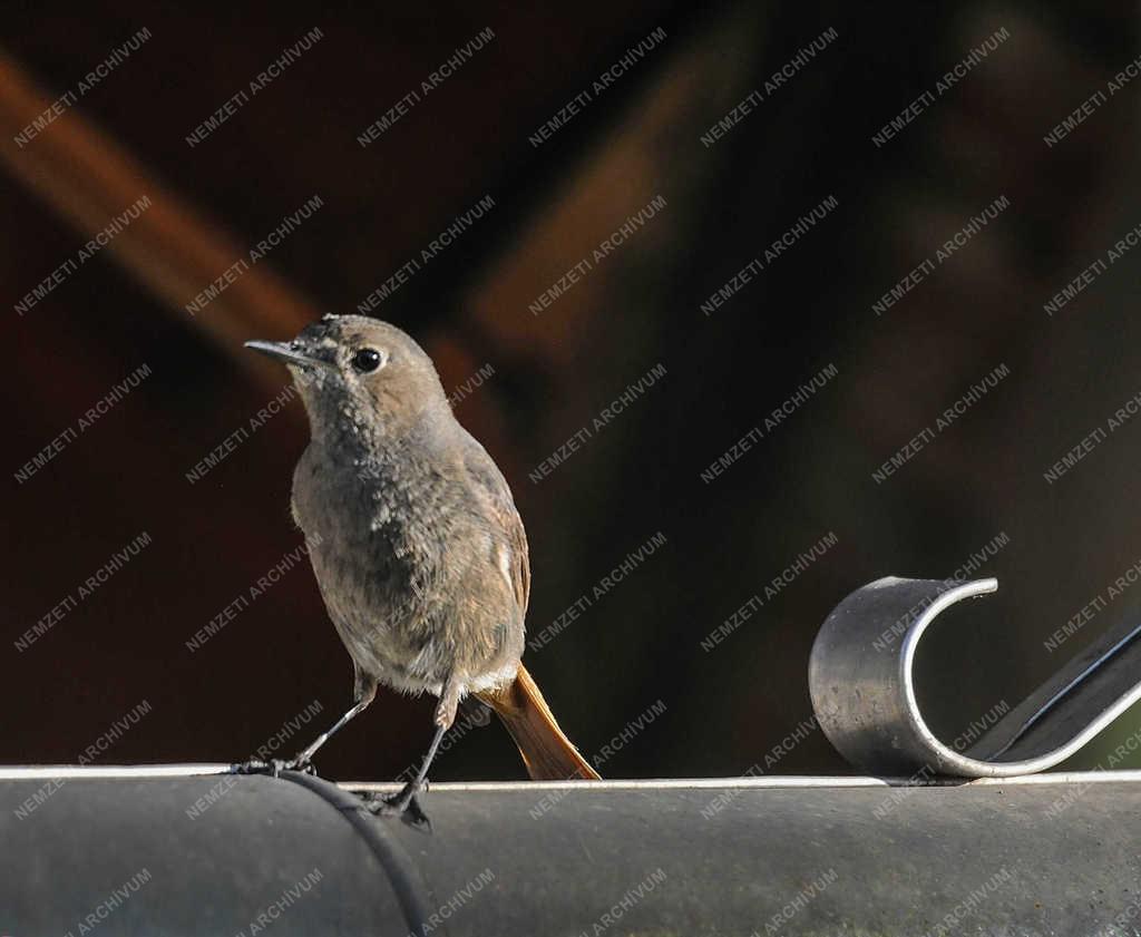 Természet - Nyíregyháza - Házi rozsdafarkú.