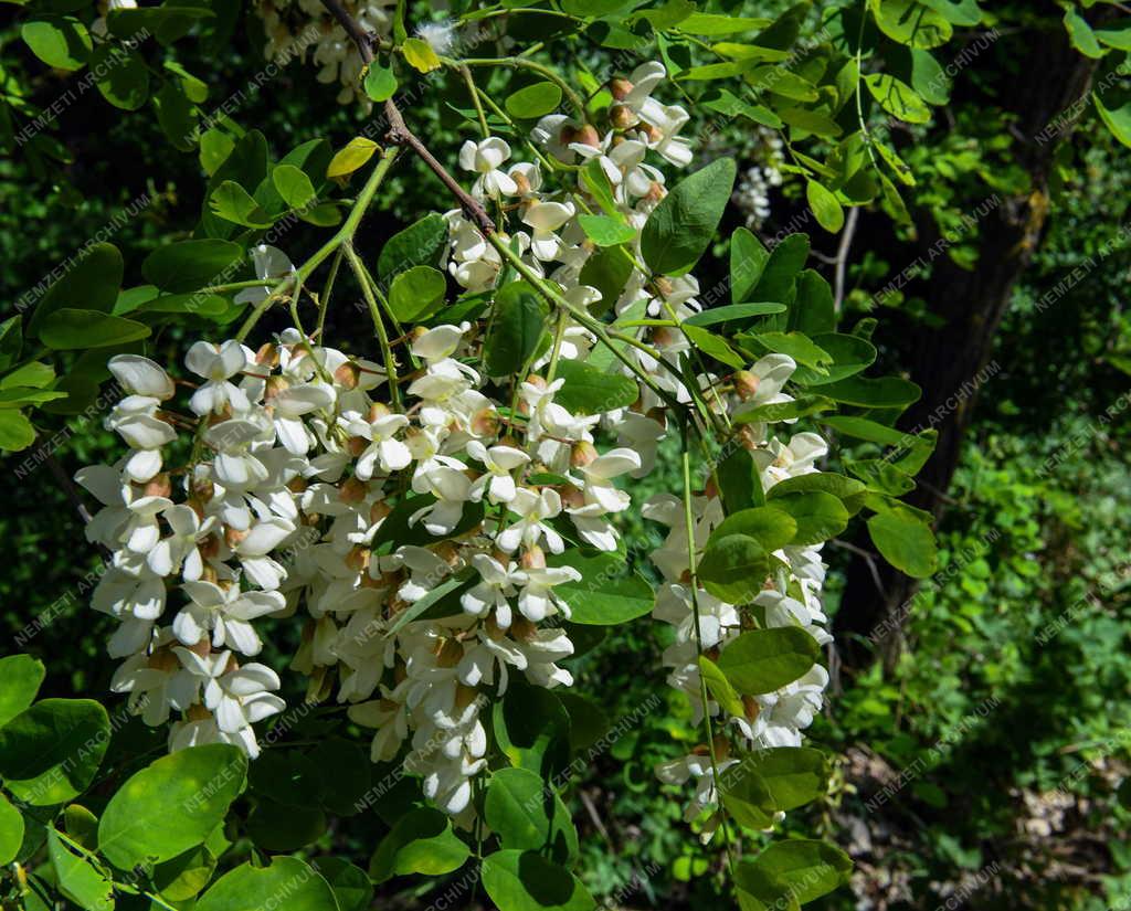 Természet - Akácvirágzás