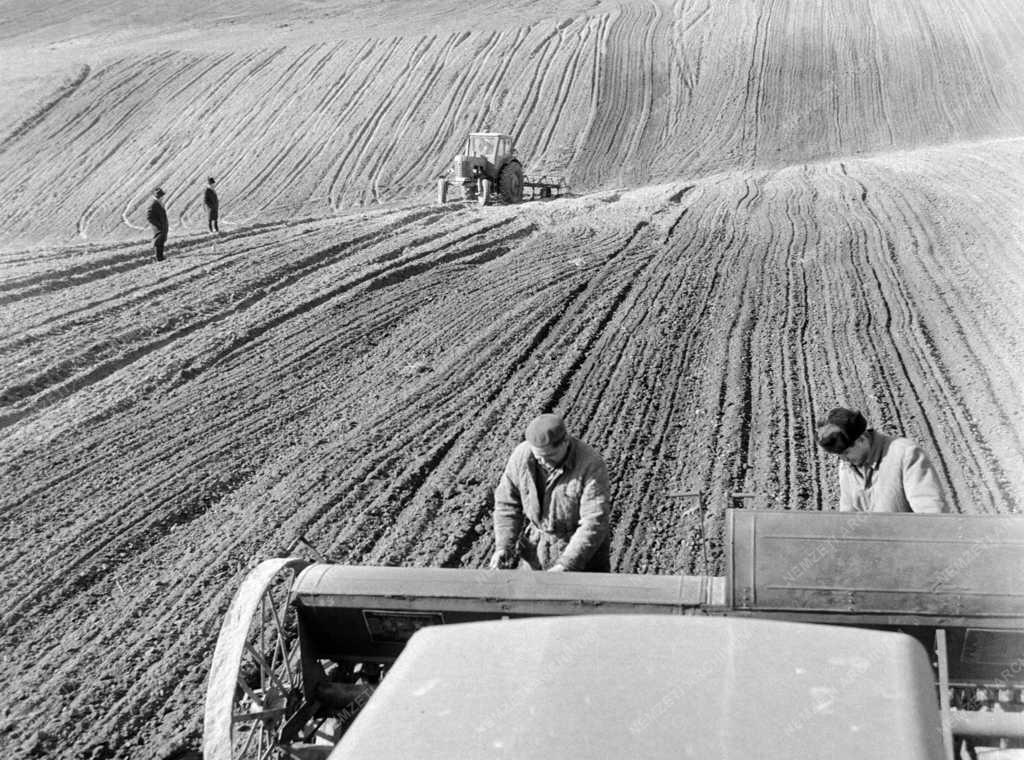 Mezőgazdaság - Kanacsi Állami Gazdaság