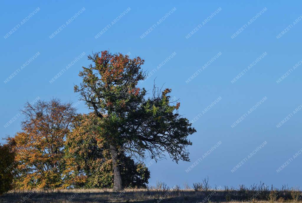 Természet - Zsobok - Ősz a határban