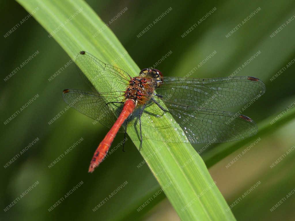 Természet - Budapest - Útszéli szitakötő