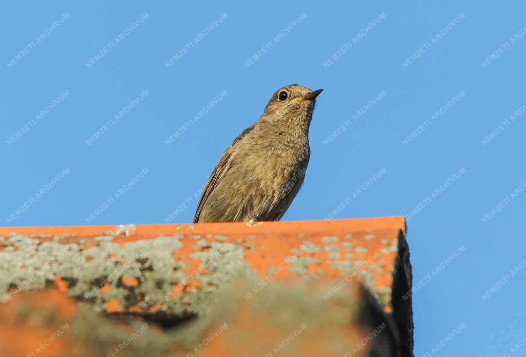 Természet - Nyíregyháza - Házi rozsdafarkú.