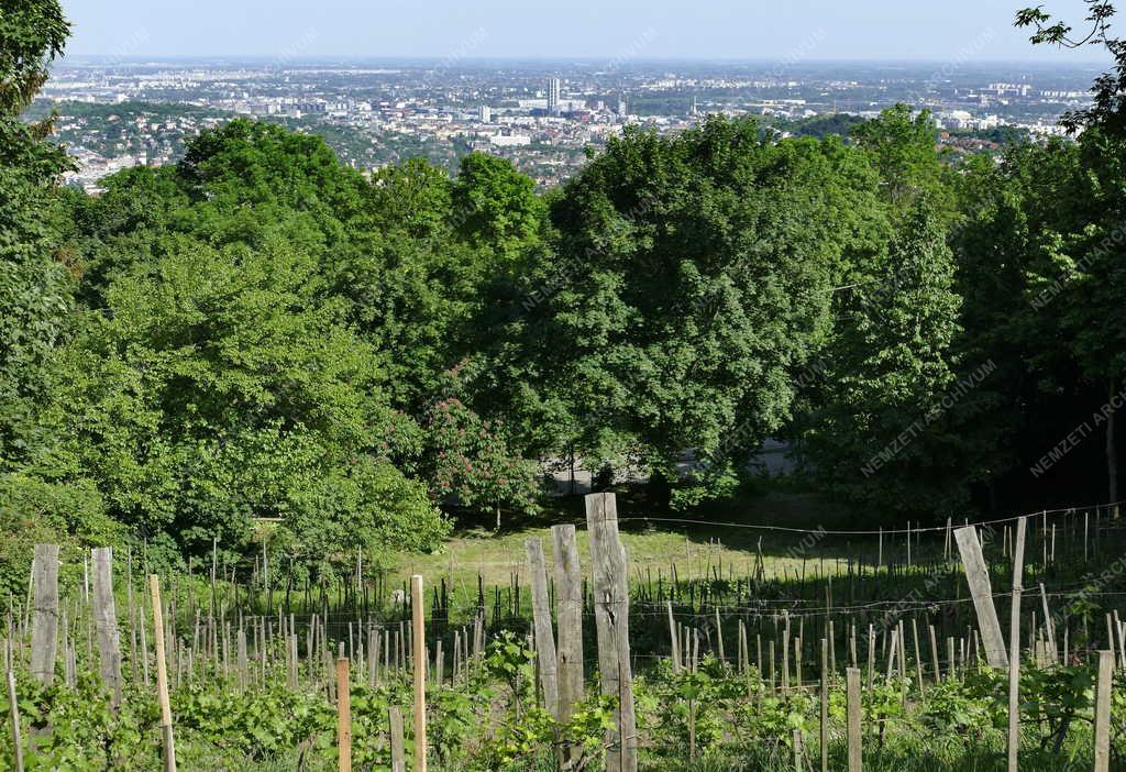 Városkép - Budapest - Jókai Mór szőlőskertje