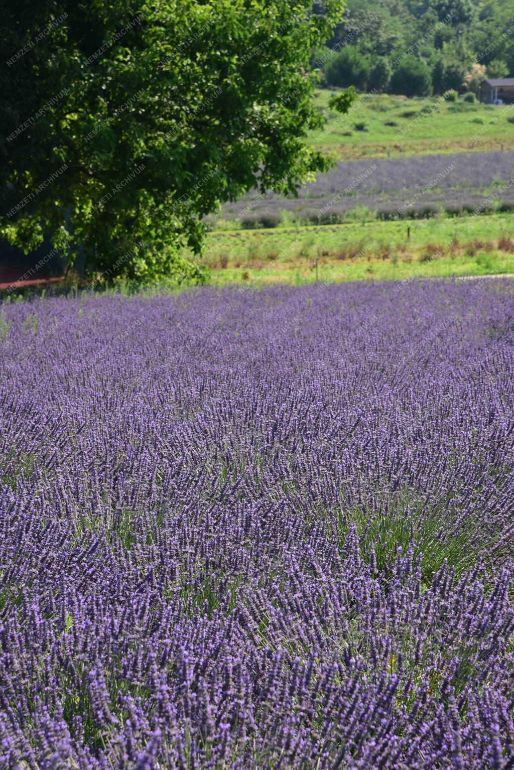 Természetvédelem - Egyház - Pannonhalmi Főapátsági Arborétum és Gyógynövénykert