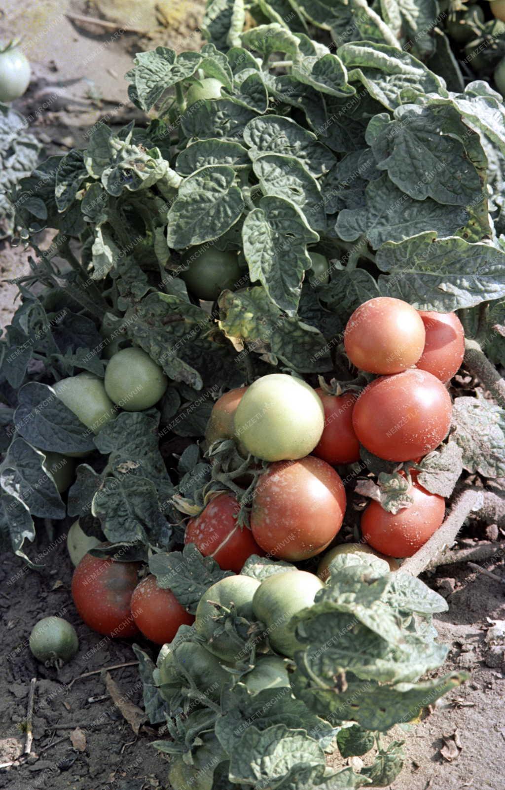 Mezőgazdaság - Duna-Tiszaközi MGTSZ