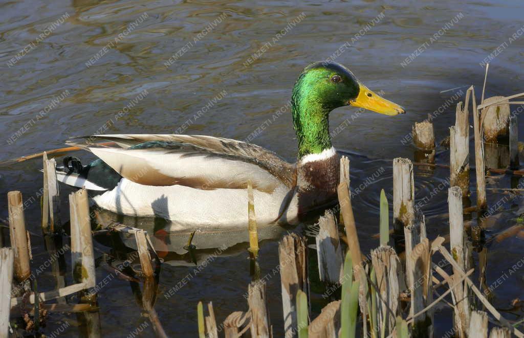 Természet - Budapest - Vadkacsa gácsér a Bikás park tavában