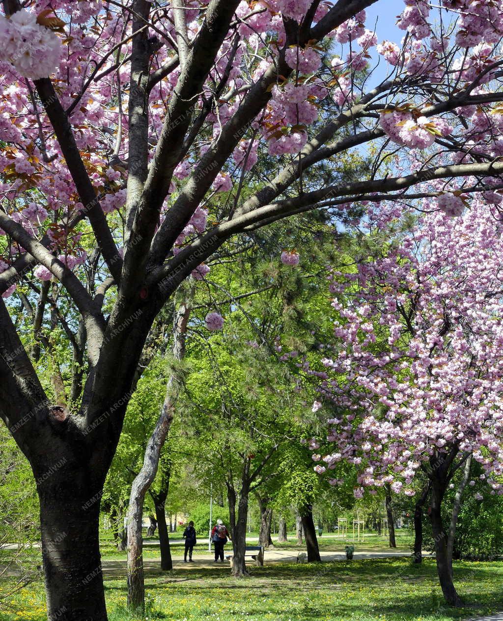 Városkép - Budapest - Tavasz a Vérmező parkjában
