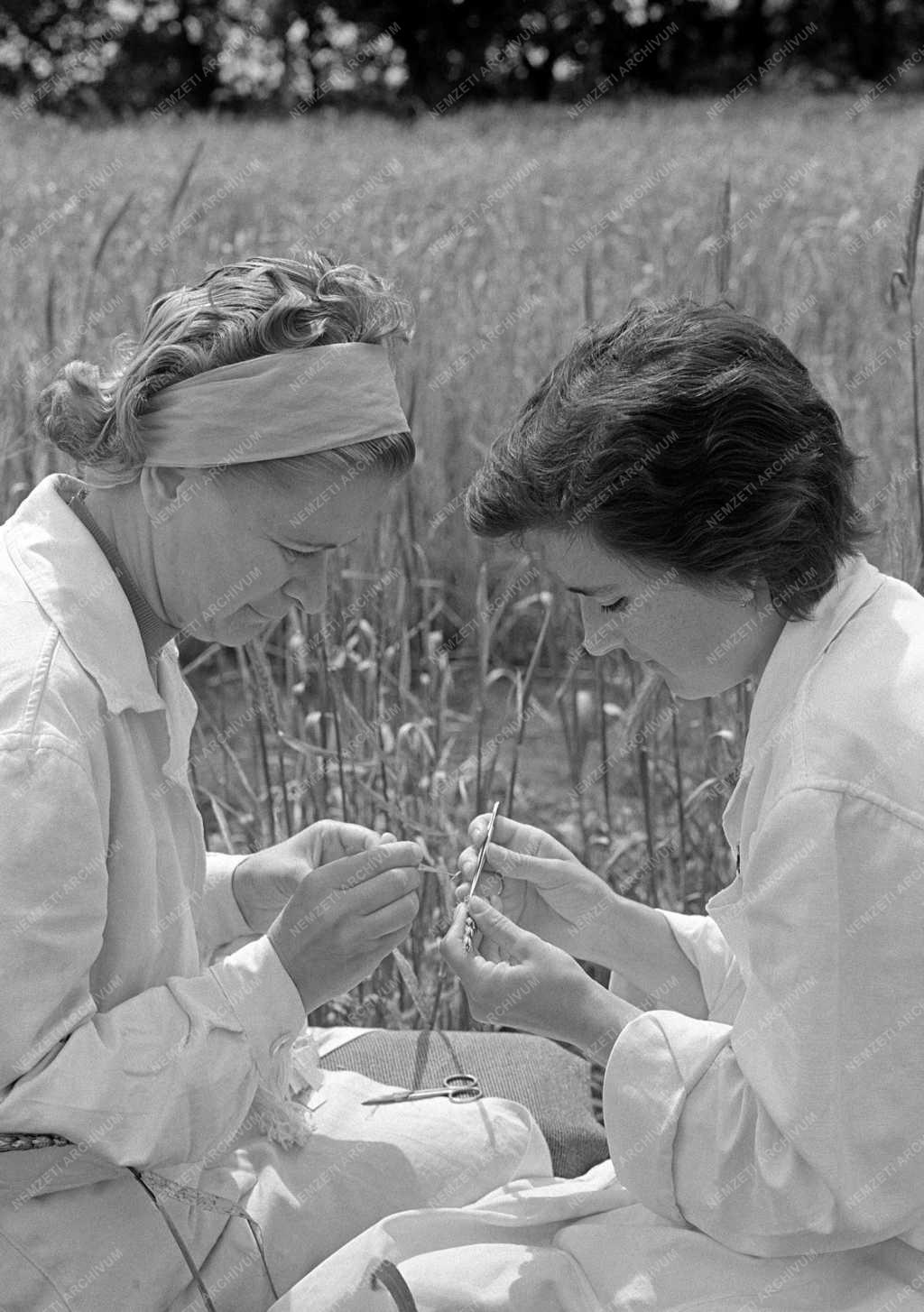 Mezőgazdaság - Duna-Tiszaközi Mezőgazdasági Kísérleti Intézet