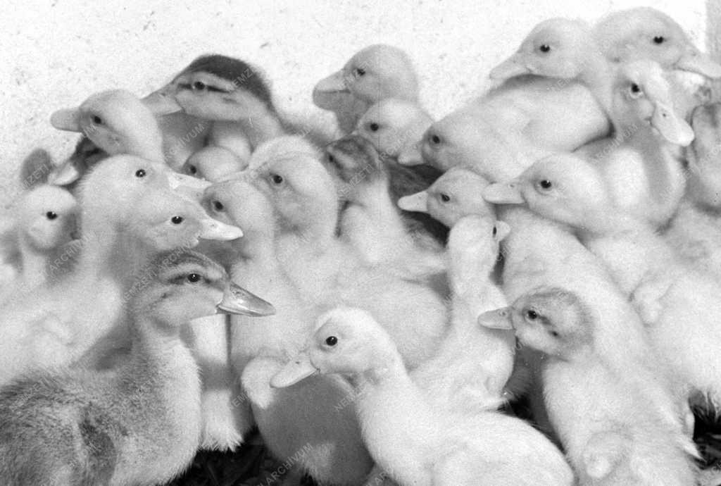 Mezőgazdaság - Hortobágyi Állami Gazdaság