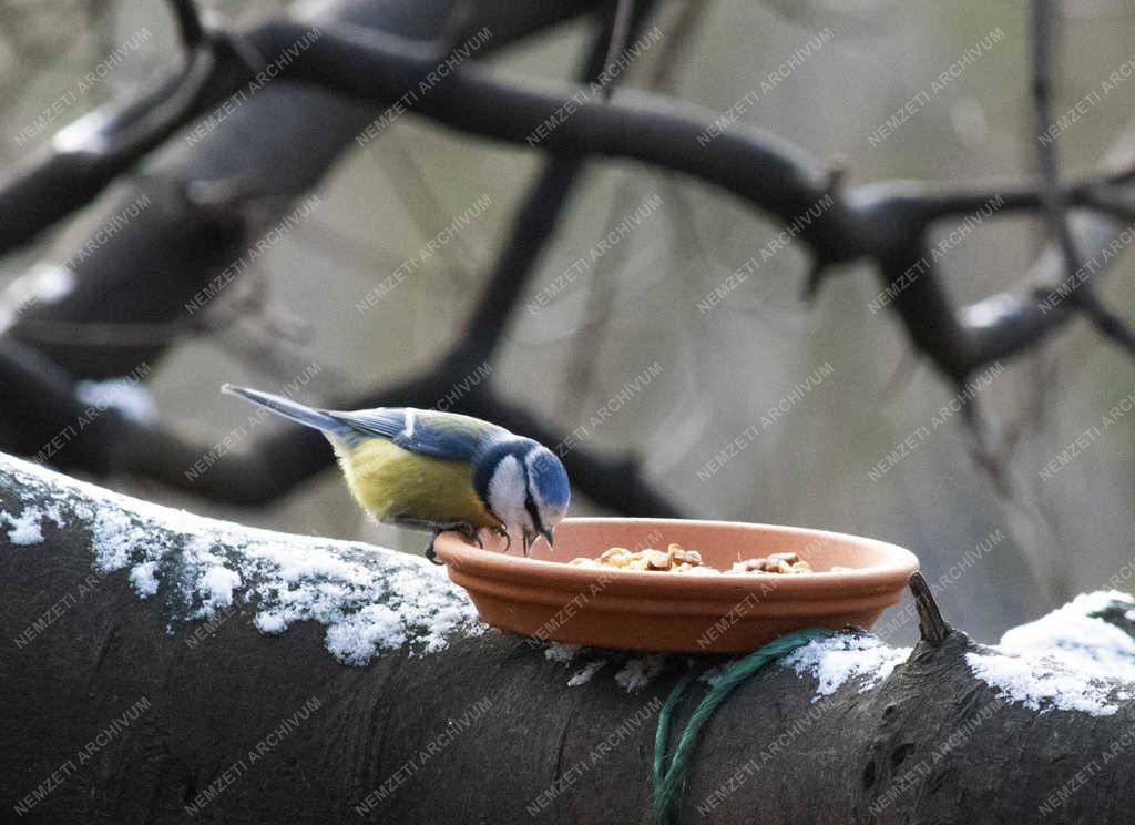 Természet - Budapest - Kék cinege a Népligetben