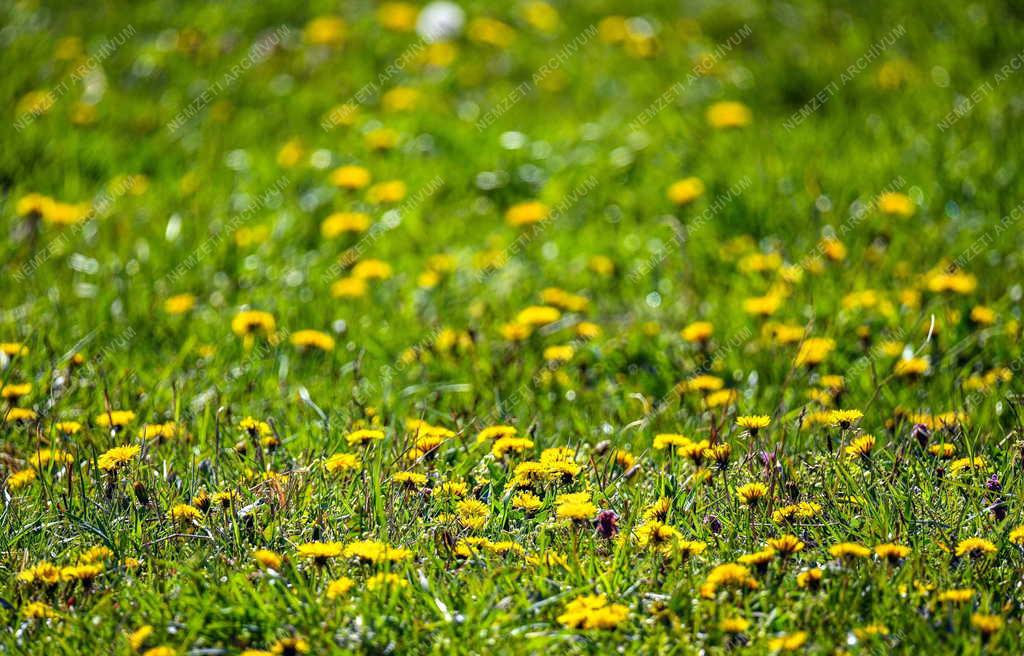 Tájkép - Vekeri-tó