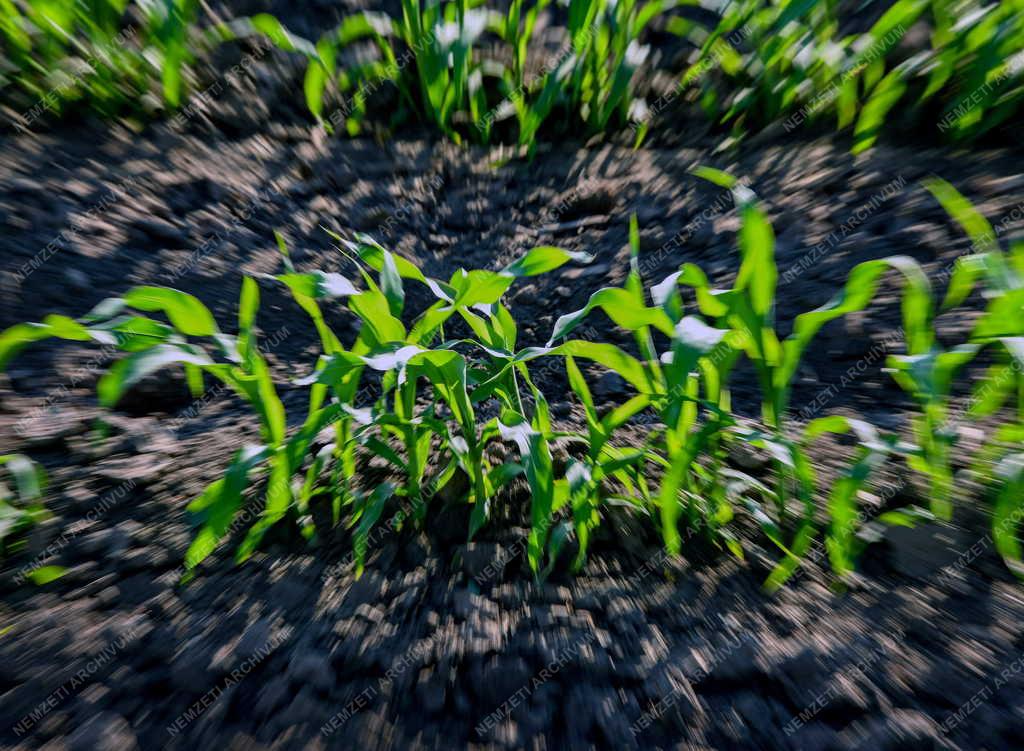 Mezőgazdaság - Időjárás - Aszály veszély Hajdúháton