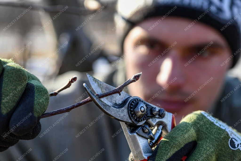 Mezőgazdaság - Metszik az almafákat Debrecen határában