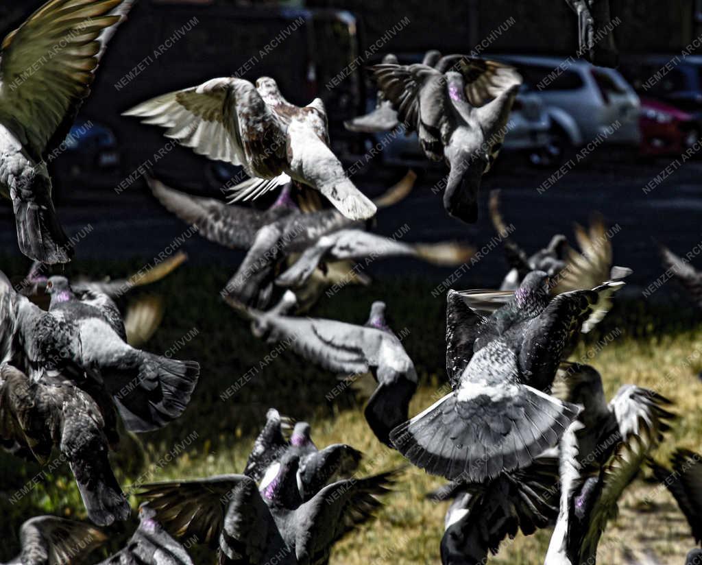Természet - Budapest - Galambcsapat