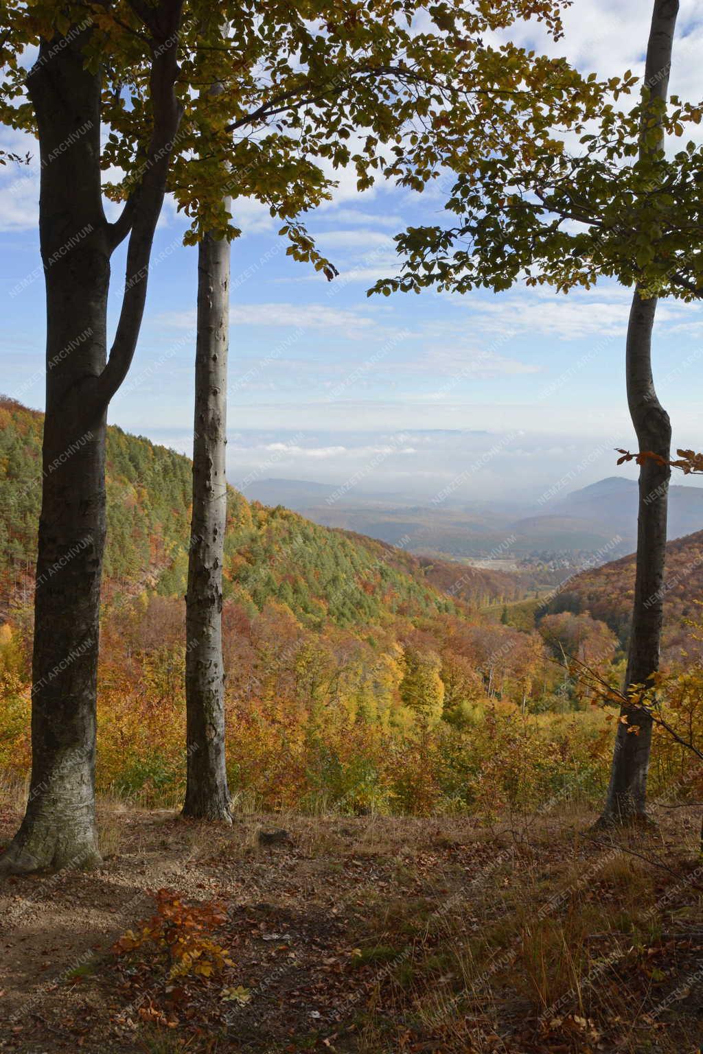 Természet - Galyatető - Őszi erdő