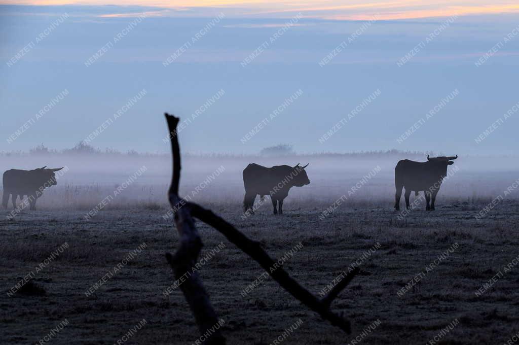 Tájkép - Természet - Ősz a Hortobágyon
