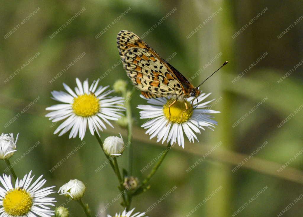 Természet - Tarkalepke