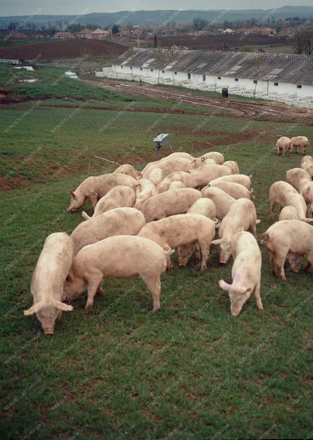 Mezőgazdaság - Magyarnándori Állami Gazdaság
