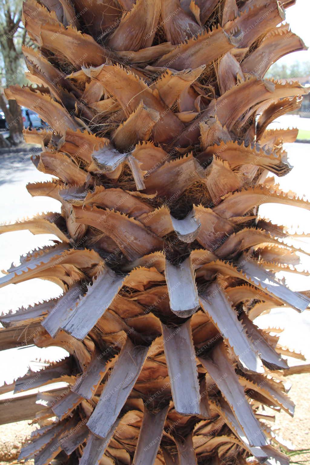 Növényvilág - Elszáradt pálmafa Death Valleyben