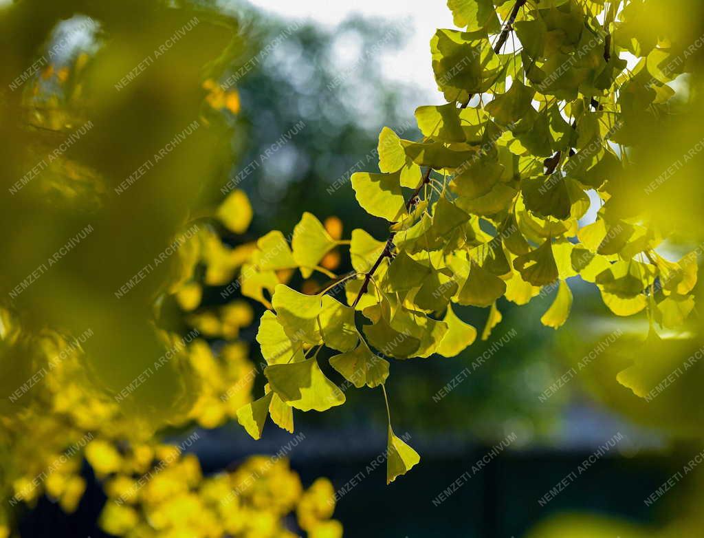 Természet - Páfrányfenyő