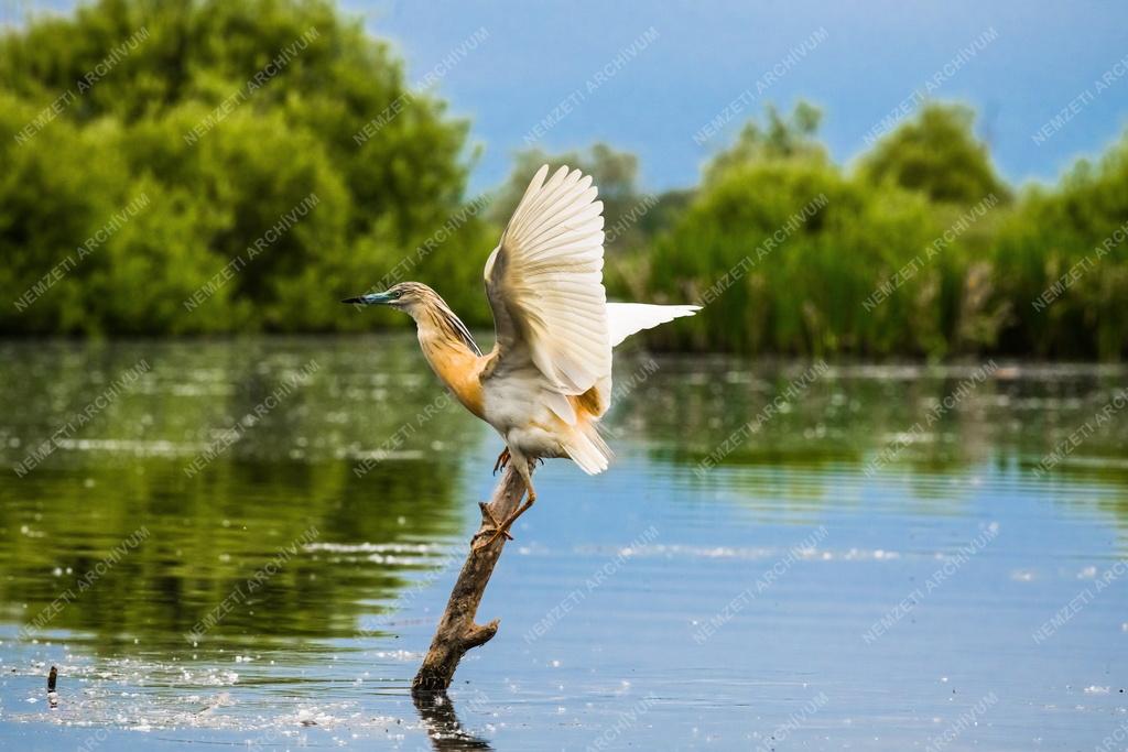 Természet - Selyemgém