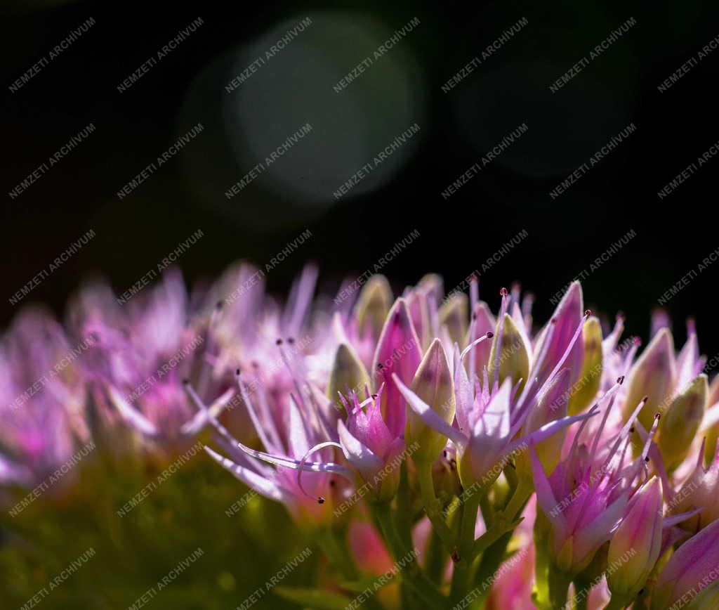 Természet - Virágzik a pompás varjúháj