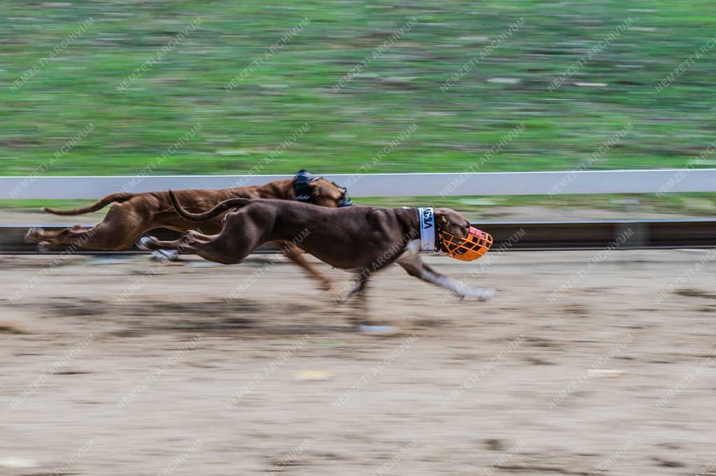 Sport - Isaszegi Agárpálya